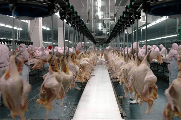 Kippen Hangen Een Verwerkingslijn Een Fabriek Van Xinchang Group Rizhao — Stockfoto
