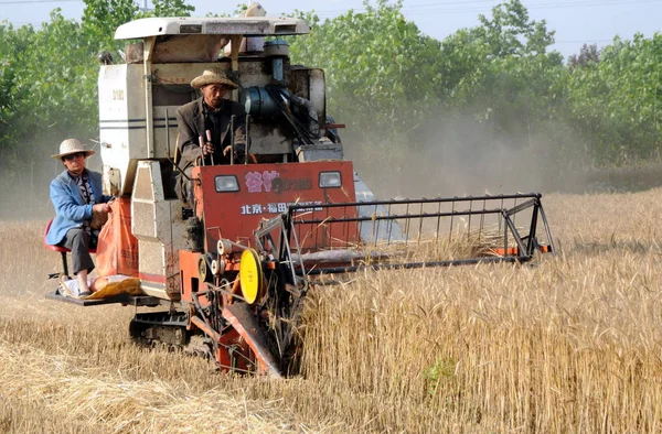 Los Agricultores Chinos Conducen Una Máquina Segadora Para Cosechar Trigo —  Fotos de Stock