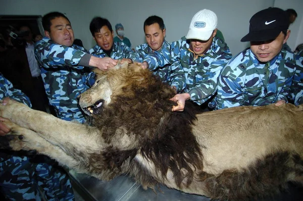 Les Travailleurs Zoo Chinois Déplacent Lion Africain Dans Salle Opération — Photo