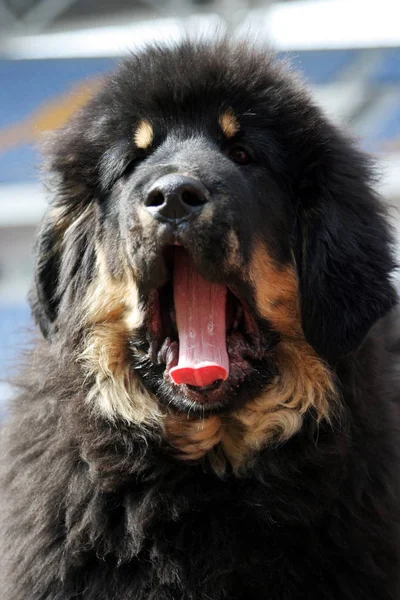 Mastino Tibetano Reagisce Alla 2009 Chinese Tibetan Mastiff Exhibition Competition — Foto Stock