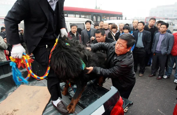 Kinesiska Arbetare Försöker Sätta Tibetansk Mastiff Pick Mottagning Med Mer — Stockfoto