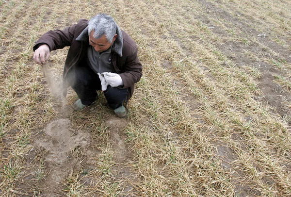 Китайський Фермер Дивиться Його Висушених Сільськогосподарських Угідь Постраждалих Від Посухи — стокове фото