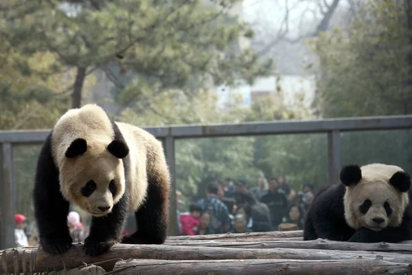 panda games free panda games free