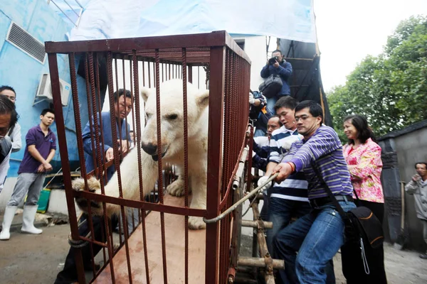 Les Travailleurs Chinois Tentent Déplacer Ours Polaire Dans Maison Wuhan — Photo