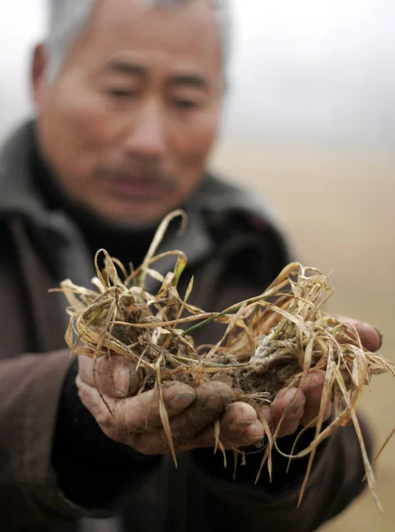 Çinli Bir Çiftçi Chengguan Kasabasında Onun Tarım Arazisinde Kurutulmuş Buğday — Stok fotoğraf