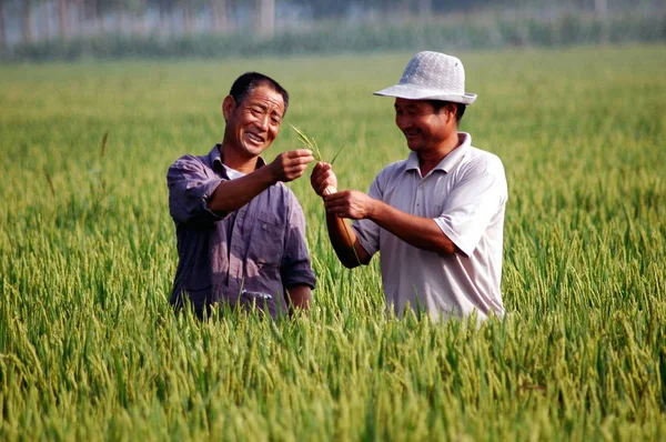 Gli Agricoltori Cinesi Controllano Risaie Una Risaia Nella Città Matou — Foto Stock
