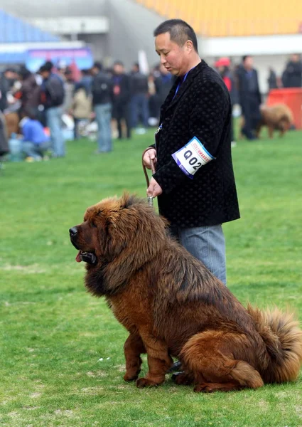 Egy Kínai Férfi Megmutatja Tibeti Masztiff 2009 Kínai Tibeti Masztiff — Stock Fotó