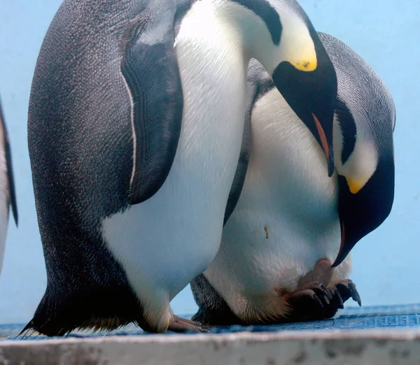 Par Pinguins Imperador Olhar Para Seu Ovo Mundo Subaquático Nanjing — Fotografia de Stock