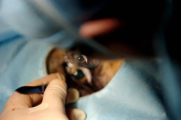 Veterinário Chinês Opera Olho Direito Leão Africano Zoológico Ningbo Youngor — Fotografia de Stock