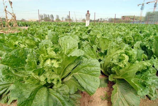 Chinese Farmer Checks Growth Cabbages His Field Sanlihe Town Qingdao — Stock Photo, Image