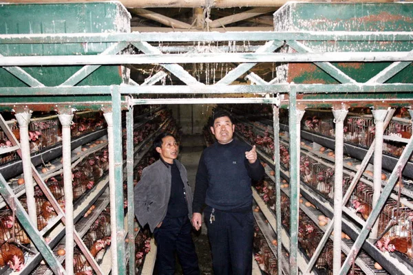 Twee Chinese Boeren Controleren Hun Kippen Boerderij Xiaoyingpan Town Boertala — Stockfoto