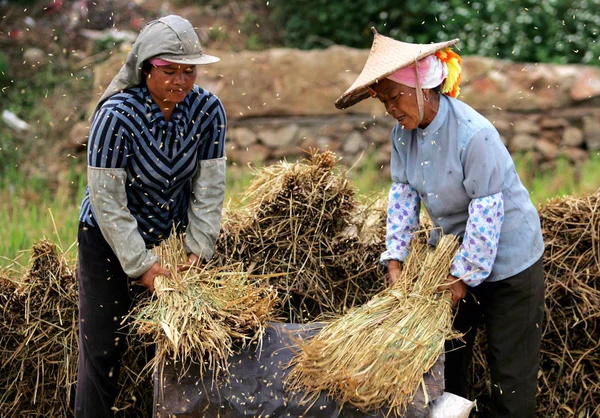 Čínští Farmáři Tříšitelé Mengzi County Jihozápadní Provincie Chinas Yunnan Října — Stock fotografie