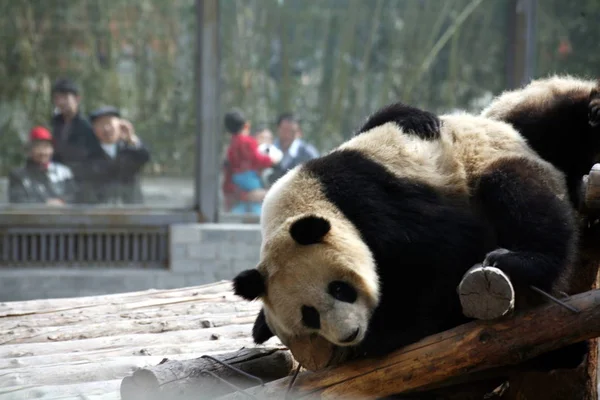 Turisták Nézd Meg Két Pandák Sichuan Pekingi 2008 Olimpiai Játékok — Stock Fotó