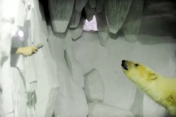 2010년 26일 후베이성 우한시의 이스트 레이크 월드에서 북극곰에게 먹이를 기르기 — 스톡 사진