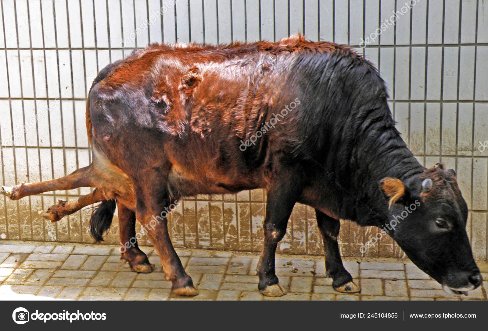 Animal de seis patas fotos de stock, imágenes de Animal de seis patas sin  royalties | Depositphotos