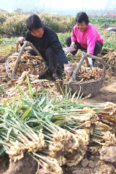 Agricultoras Chinesas Coletam Gengibre Campo Cidade Linyi Leste Província Chinas — Fotografia de Stock