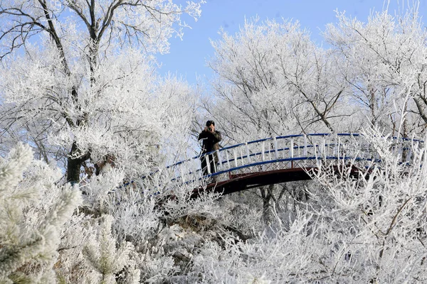 Chinois Prend Des Photos Arbres Couverts Givre Blanc Connu Sous — Photo