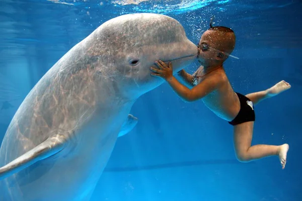 Yang Yang Beija Uma Baleia Branca Anos Água Qingdao Polar — Fotografia de Stock