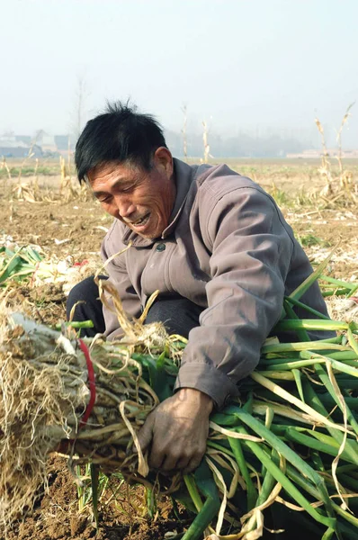 Contadino Cinese Raccoglie Verdure Campo Nella Città Anyang Provincia Dello — Foto Stock