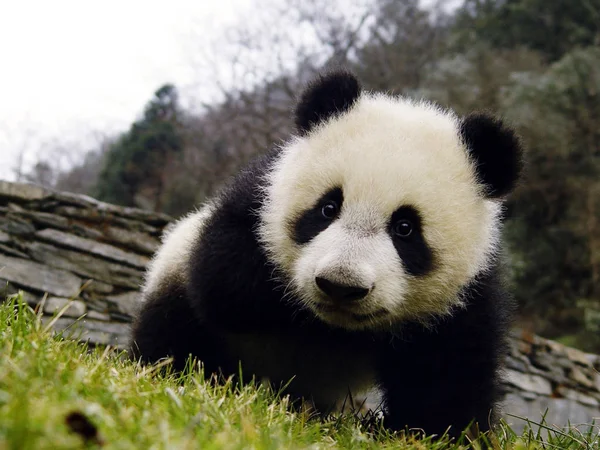 Panda Velká 5Měsíc Starý Ying Ying Vidět Hrát Číně Zachování — Stock fotografie