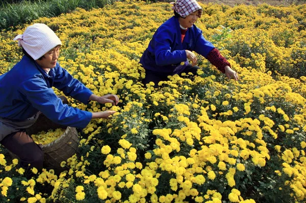 Chinesische Bauern Ernten Chrysanthemen Huangshan Provinz Anhui Ostchina November 2008 — Stockfoto
