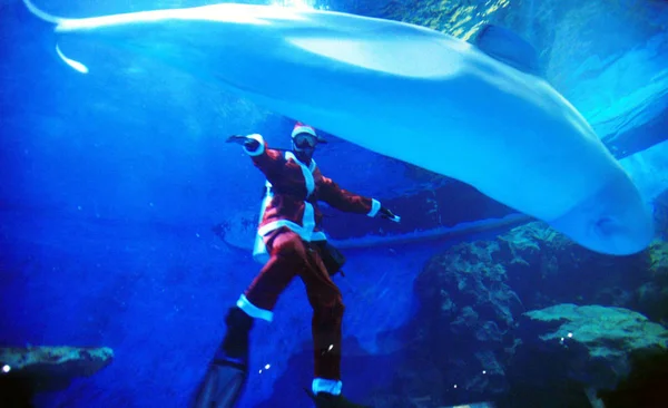 Chinese Staff Dressed Santa Claus Performs Beluga Water Rongchang Polar — Stock Photo, Image