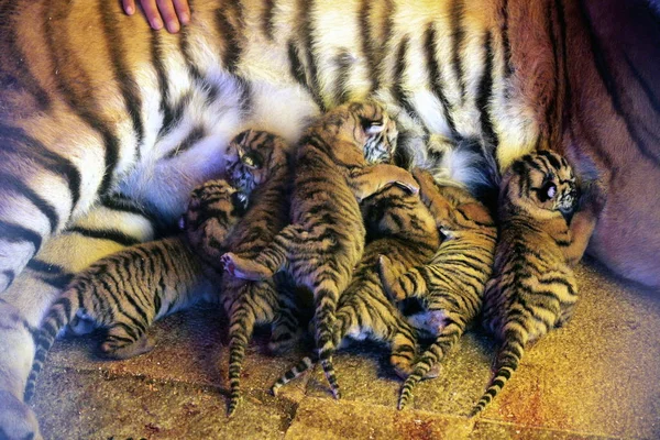 Female Tiger Feeds Her Cubs Circus Kunming Southwest Chinas Yunnan — Stock Photo, Image