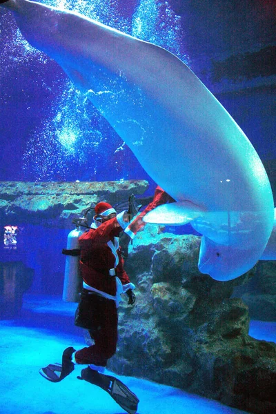 Chinese Staff Dressed Santa Claus Performs Beluga Water Rongchang Polar — Stock Photo, Image