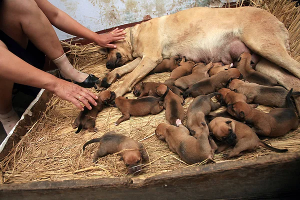 2009年5月24日 河北省石家庄市元石县西园村 一只母狗在主人家喂养刚出生的幼崽 — 图库照片