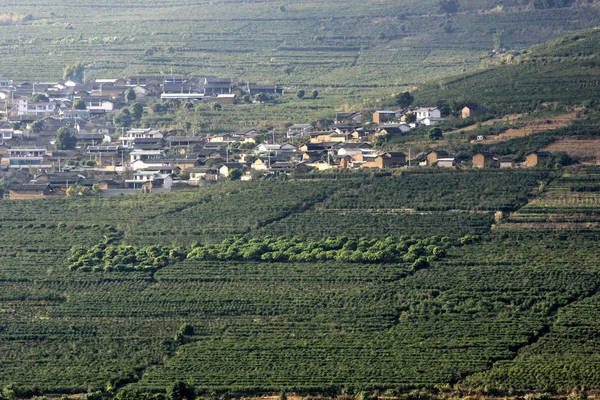 Xinzhai Köyünde Bir Kahve Plantasyon Görünümü Lujiang Şehir Baoshan Şehir — Stok fotoğraf