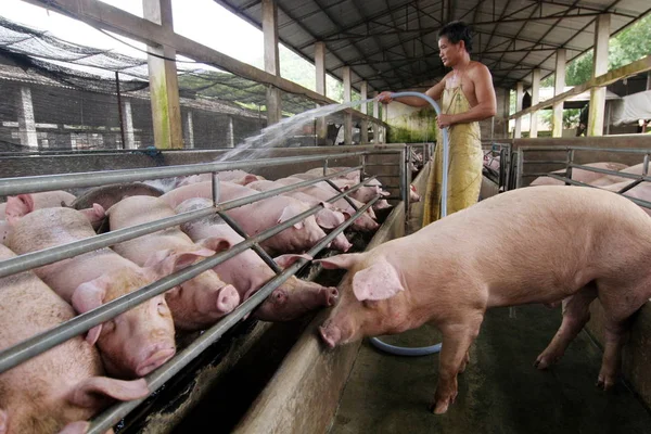 中国の農家が中山市の養豚場で豚をきれいにするために水を吹き付ける 中国南部広東省 2006年8月29日 — ストック写真