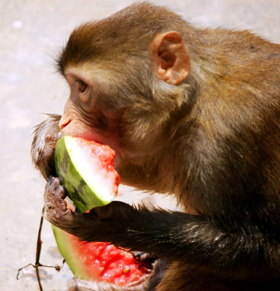 Macaco Come Melancias Para Refrescar Uma Onda Calor Zoológico Huaibei — Fotografia de Stock
