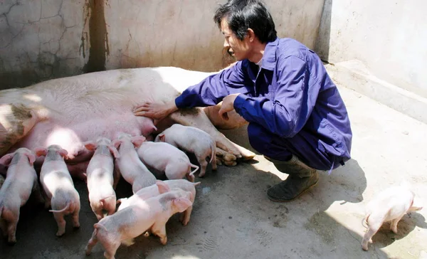 中国人労働者が2009年4月28日 中国浙江省東部のウェンリング市の養豚場で豚を検査する — ストック写真