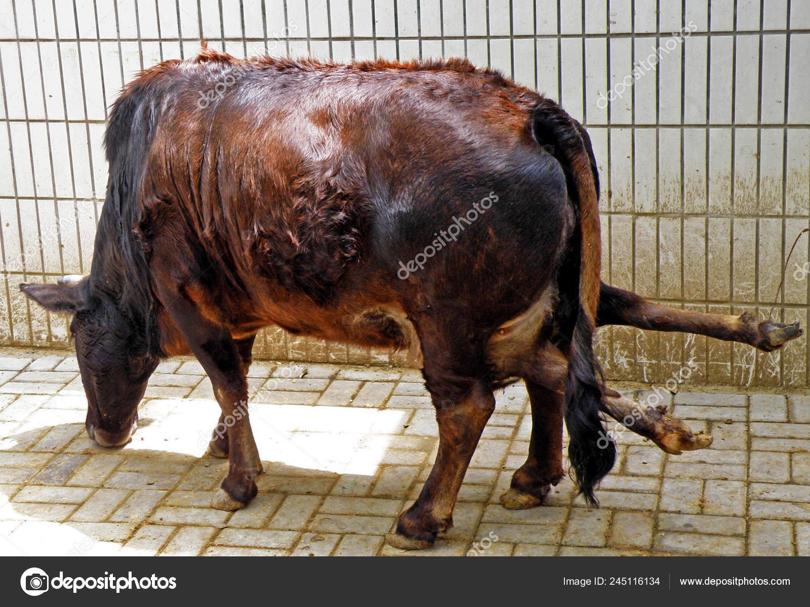 Animal de seis patas fotos de stock, imágenes de Animal de seis patas sin royalties | Depositphotos Animal de seis patas fotos de stock, imágenes de Animal de seis patas sin royalties | Depositphotos