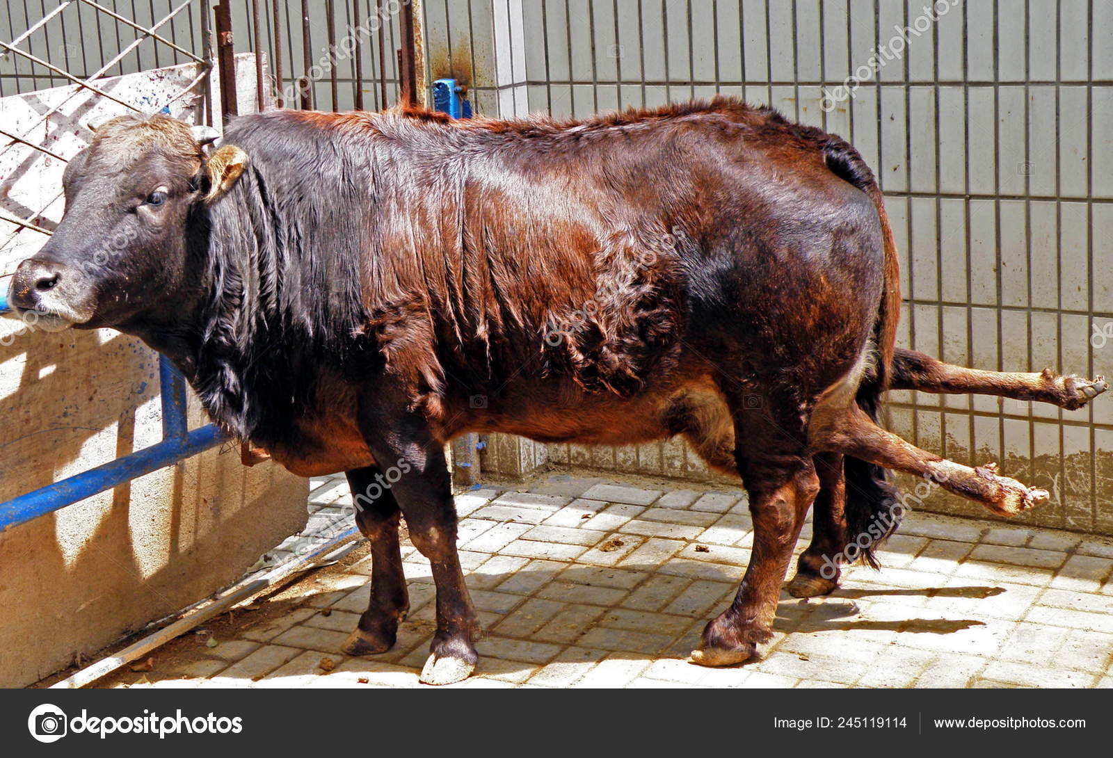 Animal de seis patas fotos de stock, imágenes de Animal de seis patas sin royalties | Depositphotos Animal de seis patas fotos de stock, imágenes de Animal de seis patas sin royalties | Depositphotos