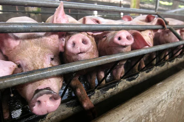 2006년 29일 광둥성 중산시의 농장에서 돼지를 — 스톡 사진