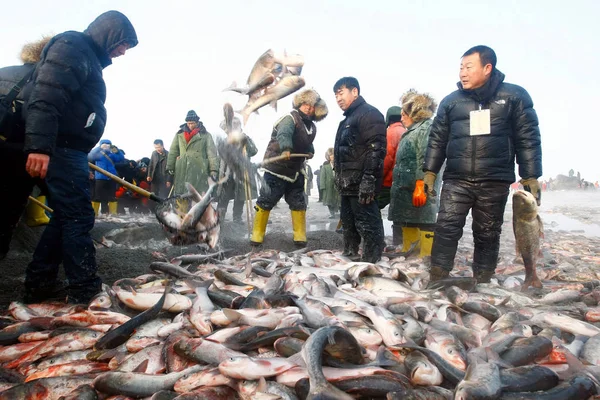 Pescadores Chineses Transferem Peixes Uma Rede Pesca Com Lago Chagan — Fotografia de Stock