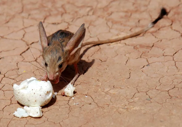 Lång Eared Jerboa Ses Äta Ett Ägg Den Natursköna Platsen — Stockfoto