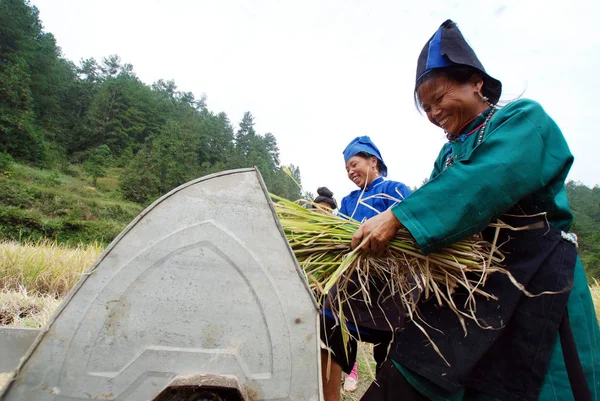 Chinesische Bauern Der Ethnischen Miao Gruppe Ernten Reis Auf Dem — Stockfoto