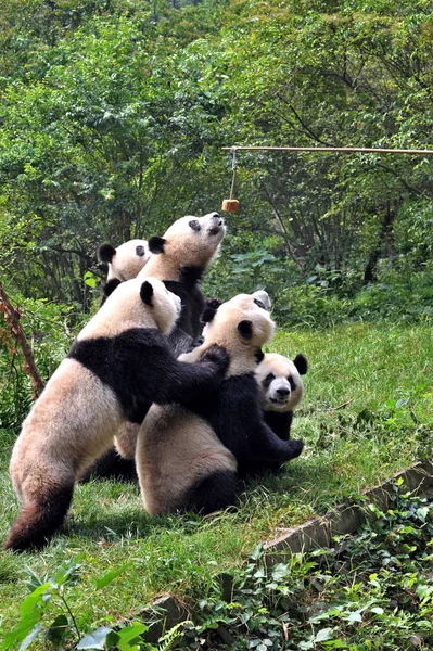 팬더는 청두에서 동물원에서 음식을 2009 있습니다 — 스톡 사진