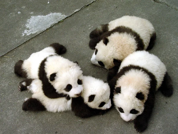 Négy Óriás Panda Kölyke Qian Qian Fei Fei Mao Mao — Stock Fotó