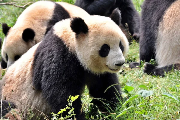 Pandák Shui Zhu Zhu Mind Chengdu Más Pandát Látható Guiyang — Stock Fotó