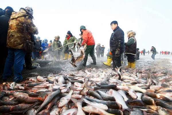 Pescadores Chineses Transferem Peixes Uma Rede Pesca Com Lago Chagan — Fotografia de Stock