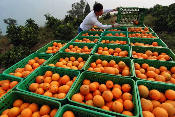 Китайский Фермер Организует Апельсины Оранжевой Ферме Округе Юньян Чунцин Китай — стоковое фото