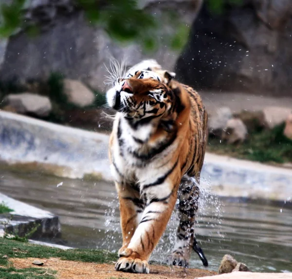 Tigre Sale Una Piscina Una Ola Calor Chongqing China Julio —  Fotos de Stock