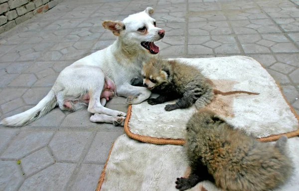 Vit Hund Deltar Ett Par Dubbla Röda Panda Ungar Taiyuan — Stockfoto