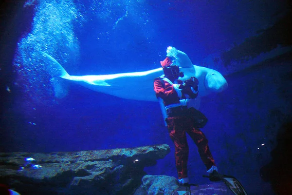 Ein Chinesisches Personal Weihnachtsmannkleidung Mit Einem Beluga Wasser Rongchang Polaraquarium — Stockfoto