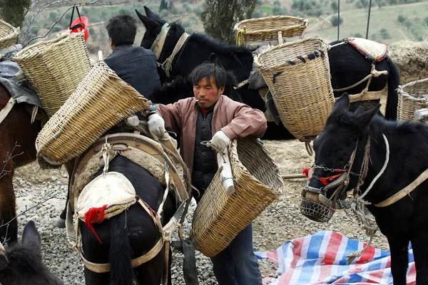 Chinesische Arbeiter Laden Leere Körbe Von Ihren Maultieren Von Einer — Stockfoto