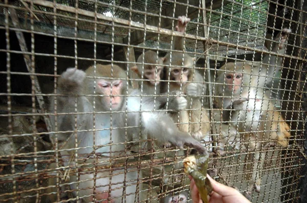 Πίθηκοι Τρέφονται Zongzi Ένα Είδος Μεγάλου Γλουτινικού Ρυζιού Ζυμαρικά Για — Φωτογραφία Αρχείου