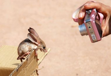 A tourist takes pictures of a Long-eared Jerboa at the scenic spot of the Mountain of Flames (Huoyanshan) in Turpan City, northwest Chinas Xinjiang Uygur Autonomous Region, Wednesday, 13 May 2009 clipart